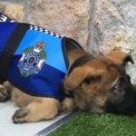 人懐っこすぎて警察犬を解雇された犬…名誉ある職務に抜擢されて才能を発揮しまくっていた…
