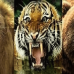 ライオンVSクマVSトラ…種族が異なる３頭の肉食獣を同じゲージに入れた結果…