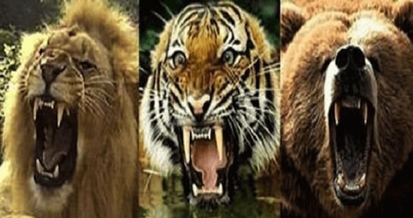 ライオンvsクマvsトラ 種族が異なる３頭の肉食獣を同じゲージに入れた結果 バズニュース速報