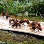 富山の害虫駆除会社によるオオスズメバチの駆除方法…こんな方法があるのか…