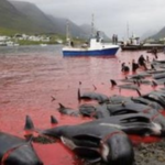 フェロー諸島の伝統行事に批判殺到…真っ赤な血の海と大量のクジラの死骸が・・・