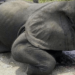 象牙を取るために残酷に殺された象…人類の贅沢の為に惨殺される象に心が痛む…