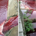 本物の血液で真っ赤に染まった川…その驚くべき原因に絶句…