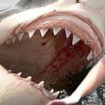 史上最悪サメ襲撃事件の残酷すぎる被害者たち…恐ろしくて二度と海に行けなくなる？