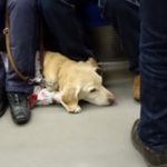 満員電車の中で足から血が出ていた盲導犬…見かけたらそっと守ってあげて欲しい…