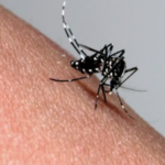 蚊を劇的に退治できる裏ワザ…これなら誰でも簡単に確実に仕留めれる…