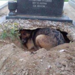 墓の前に穴を掘って横たわる犬…犬が必死に守っていた大切なものに感動を覚える…