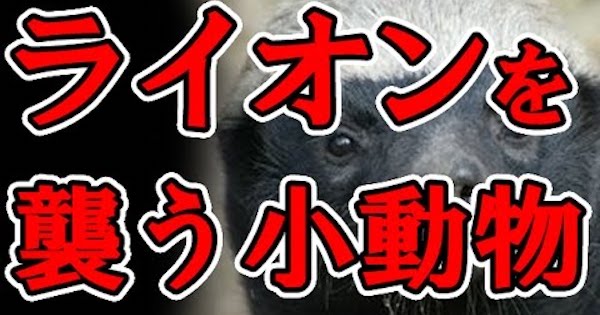 ライオンも襲う世界一怖いもの知らずの動物 ラーテル ある意味最強かもと話題に バズニュース速報