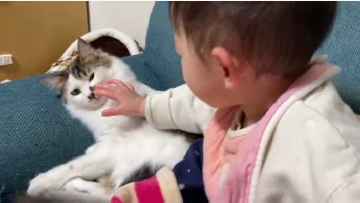子供に乱暴に扱われても絶対に怒らない猫 とっても賢くて優しい猫だった バズニュース速報